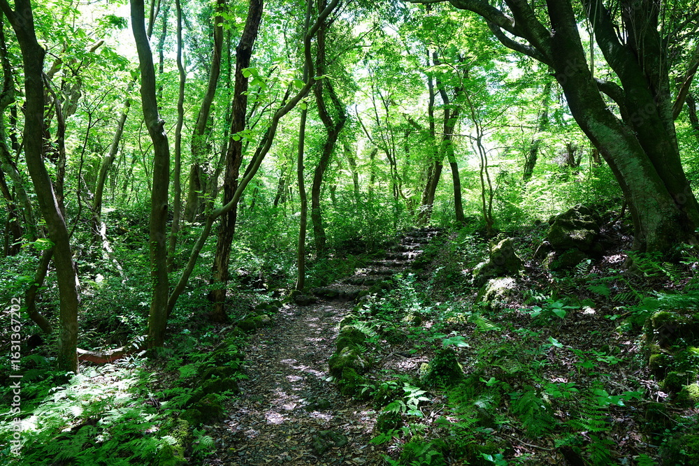 Fototapeta premium spring path through old wild forest