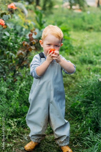 A little boy in a blue raincoat jumpsuit holds a red tomato against a background of flowers. Natural products from the garden