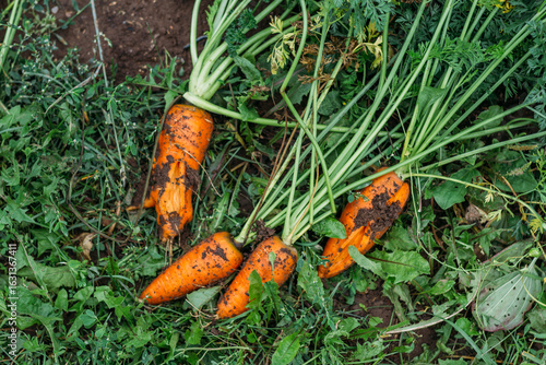 A red carrot with its tops is lying, just pulled out, on the grass. Dirty, orange. Harvesting in the garden