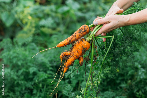 Women's hands pull fresh red-orange carrots from the garden after the rain. Harvesting, natural eco-friendly products