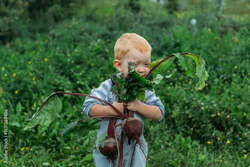 A red-haired boy in a gray jumpsuit holds a freshly pulled beetroot from the garden in two hands. Growing homemade vegetables in an organic garden. Harvesting in the backyard