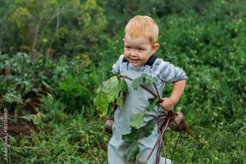 A red-haired boy in a gray jumpsuit holds a freshly pulled beetroot from the garden in two hands. Growing homemade vegetables in an organic garden. Harvesting in the backyard