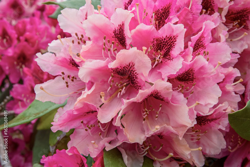 Rhododendron Blossom