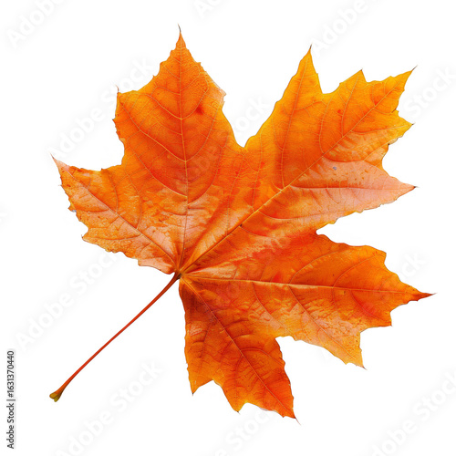 Isolated Transparent Orange Maple Leaf Detailed Close Up Macro with Light Leaks Effects