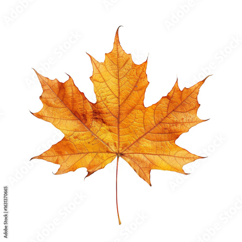 Wallpaper Mural Isolated Vibrant Yellow Maple Leaf with Intricate Veins on Transparent Backdrop Torontodigital.ca