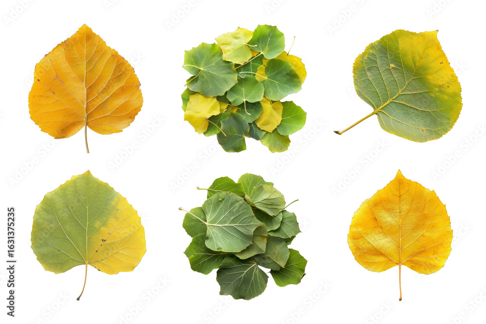 Obraz premium Assorted Colorful Aspen Leaves Grouped on Transparent Background for Autumnal Designs