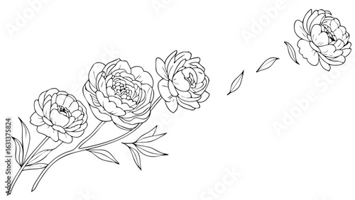 Detailed line drawing of three peonies on a stem with leaves and a detached flower with leaves