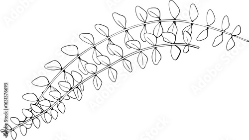 Two curved branches with alternating small leaves in a black and white botanical illustration style