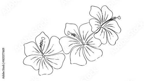 Three hibiscus flowers in a row with detailed line work and visible stamens and petals design art
