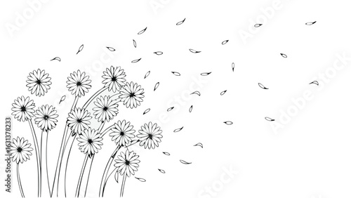 Daisies blowing in the wind with petals flying off in a black and white illustration style drawing