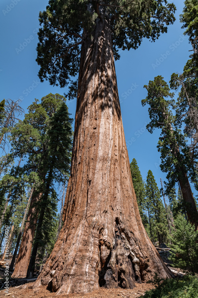 Fototapeta premium General Grant Grove, Kings Canyon National Park, he western slopes of the Sierra Nevada mountain range of California. Sequoiadendron giganteum (giant sequoia, giant redwood, Sierra redwood 