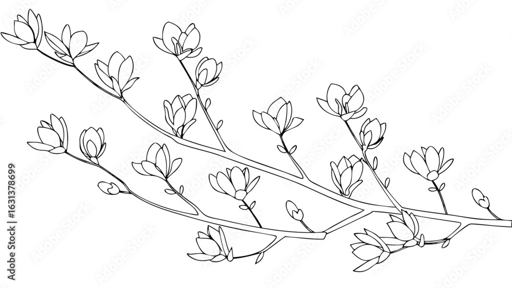 Fototapeta premium Illustration of two branches bearing many closed magnolia flowers in a detailed line drawing style