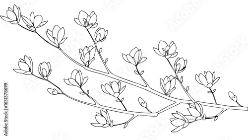 Illustration of two branches bearing many closed magnolia flowers in a detailed line drawing style