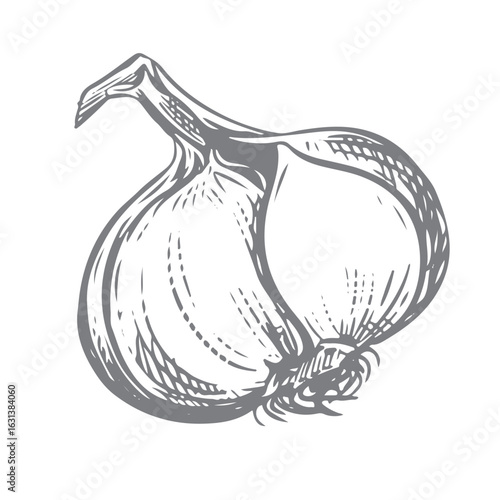 Vector hand drawn sketch of garlic. Head of garlic in engraving style. Detailed drawing of aromatic seasoning. Farmer's market product. Great for menu, label, badge.