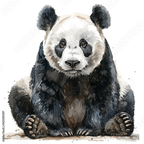 Giant Panda, watercolor illustration vector, isolated on a white background.