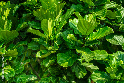 Green foliage suitable for wallpaper and background image