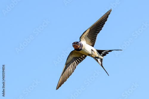 Barn swallow