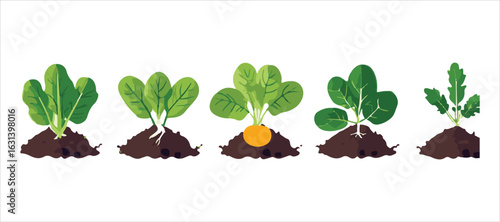 Gardening, springtime, farming, and the idea of healthy eating. A collection of vegetables growing in the soil, isolated on a white background. Vector illustrations in a flat design style.
