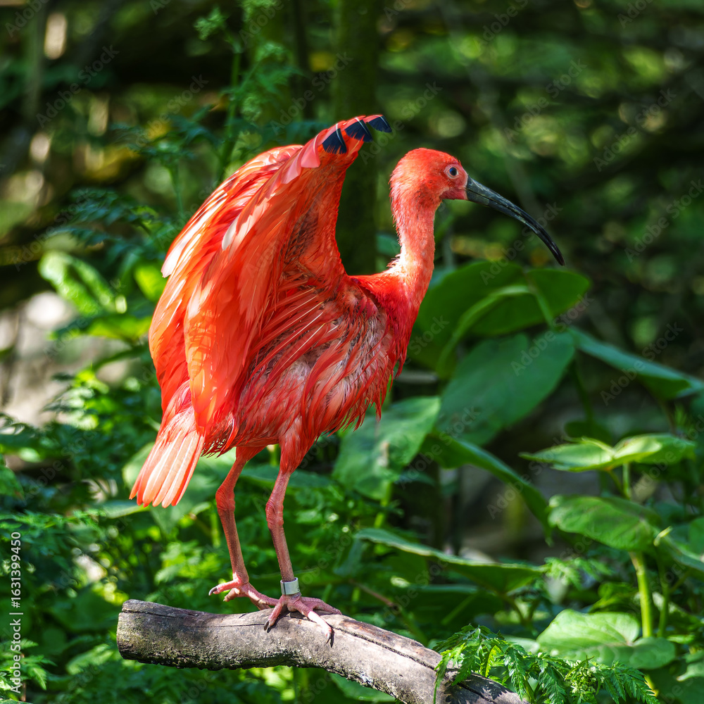 Naklejka premium The Scarlet ibis, Eudocimus ruber is a species of ibis in the bird family Threskiornithidae.