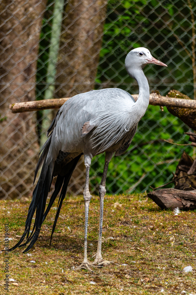 Fototapeta premium The Blue Crane, Grus paradisea, is an endangered bird