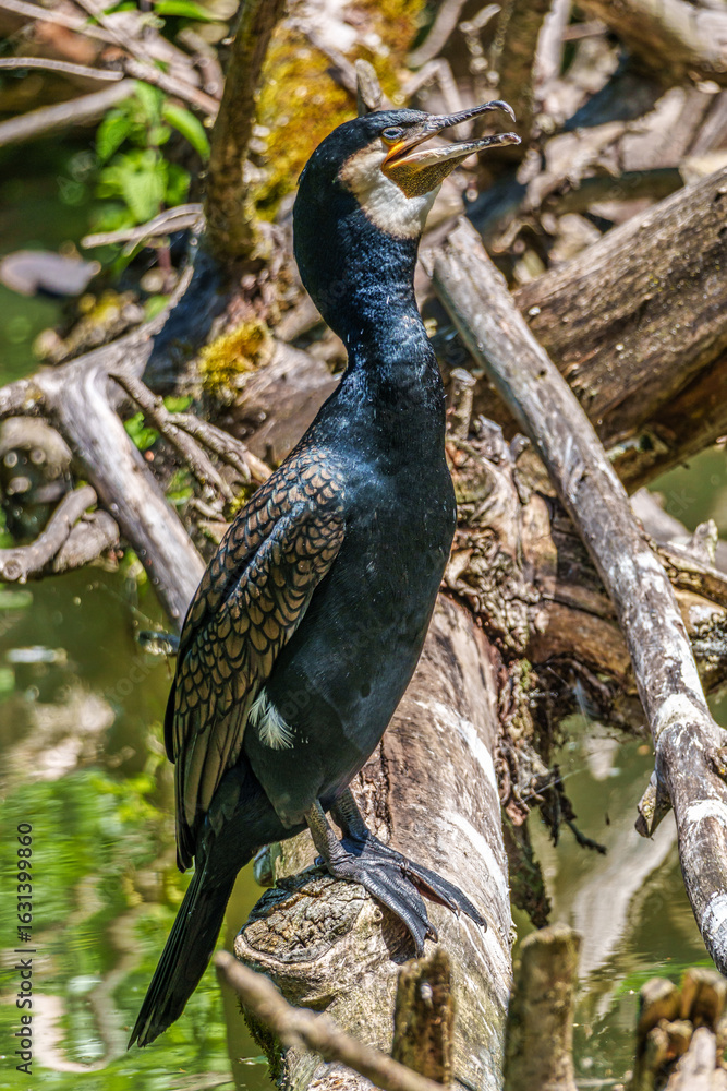 Fototapeta premium The great cormorant, Phalacrocorax carbo sitting on a branch