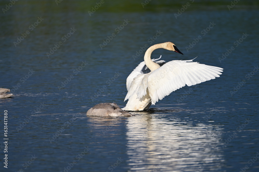 Fototapeta premium Swan Enjoying the Water