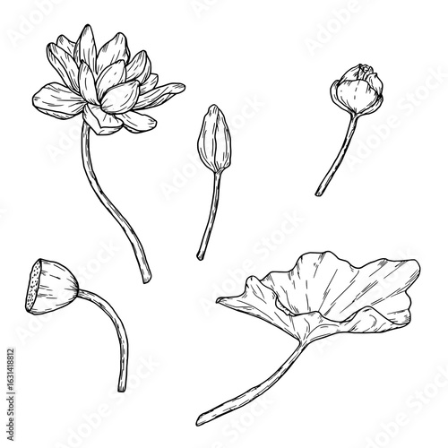 A lotus flower and raisin buds, a set of floral silhouettes, a black and white sketch. Water lilies and leaves, isolated on a white background. For postcards, invitations and packaging printing