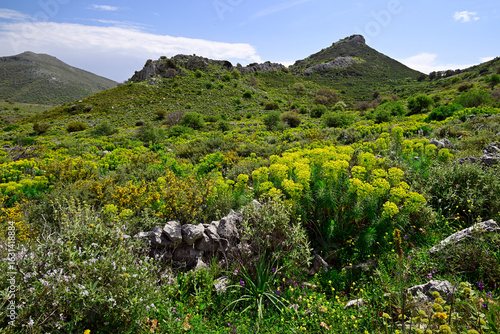 Fotografia Macchia auf der Mani (Peloponnes, Griechenland) // Maquis shrubland in Mani (Pel
