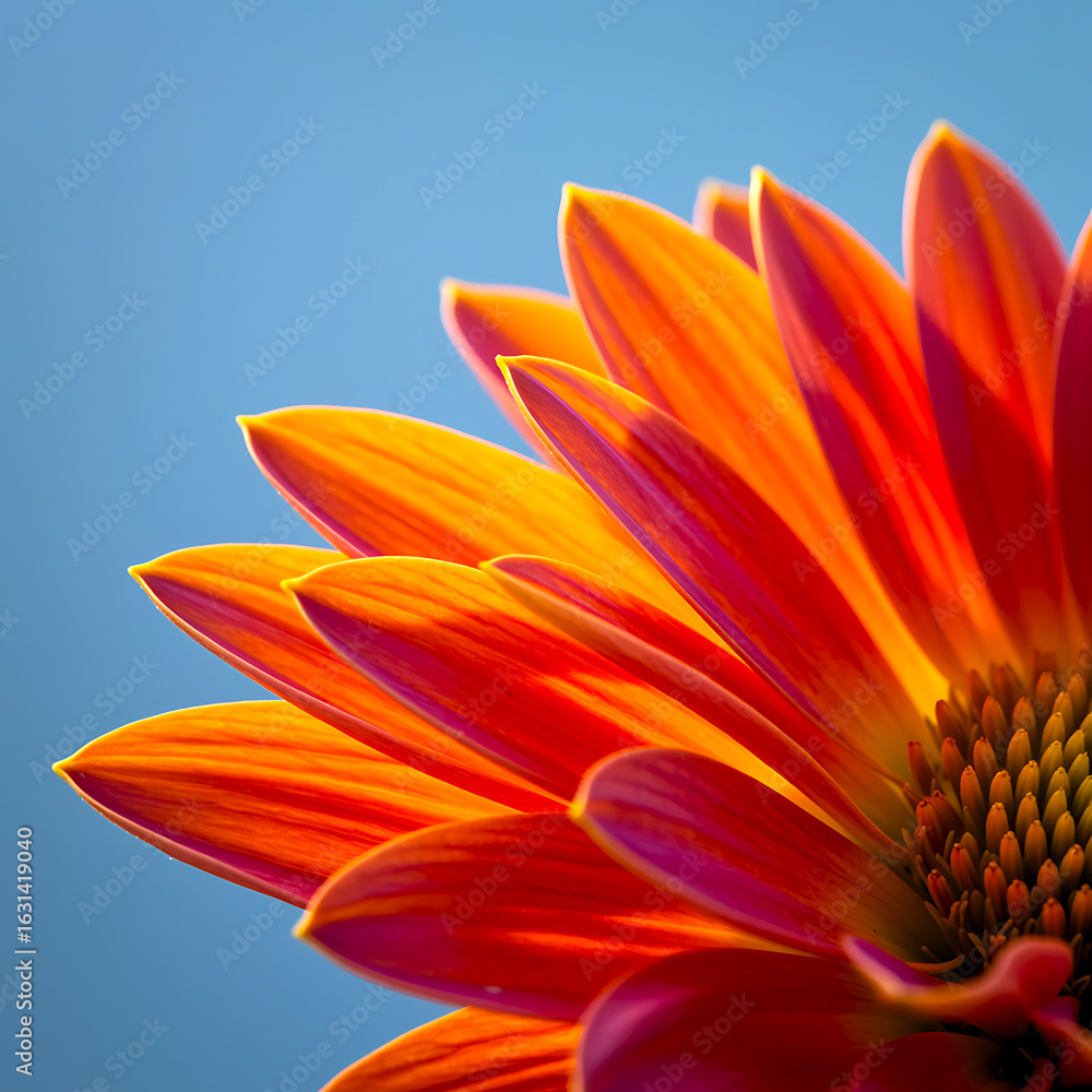 Fototapeta premium Close up shot of a vibrant orange flower with a blue sky background in a sunny outdoor setting