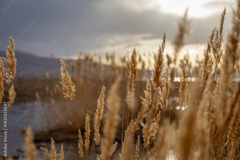 Fototapeta premium Golden reeds at Utah Lake swaying in soft afternoon sunlight