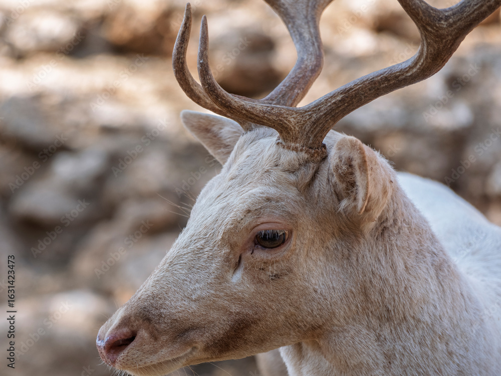 Fototapeta premium The cute deer on the farm