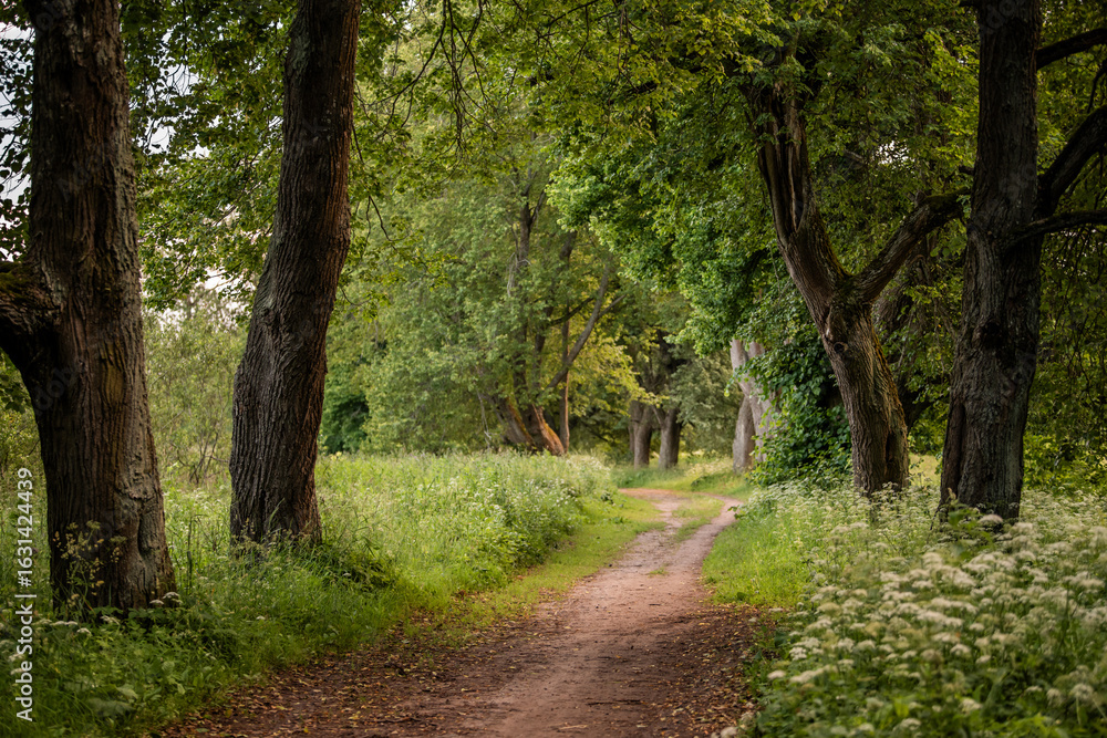 Fototapeta premium dirt path winds through an old park on a summer evening.