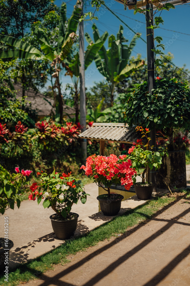 Obraz premium Potted Bougainvillea in a Sunlit Village Garden, Tetebatu, Lombok