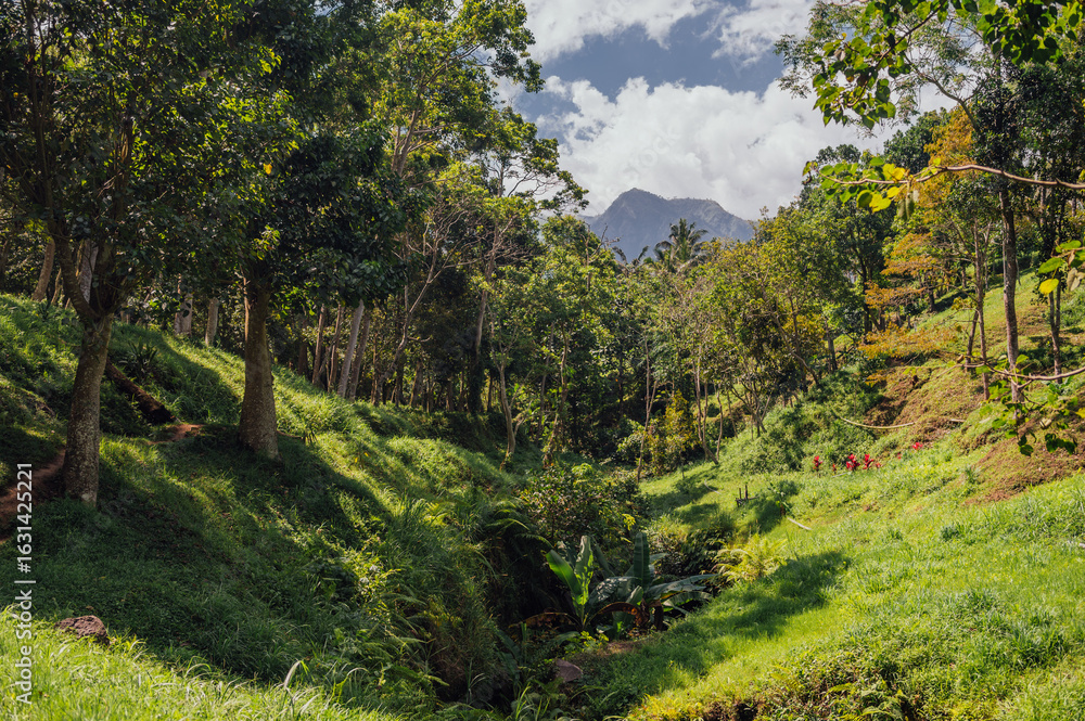 Fototapeta premium Jungle Path in Monkey Forest, Tetebatu, Lombok