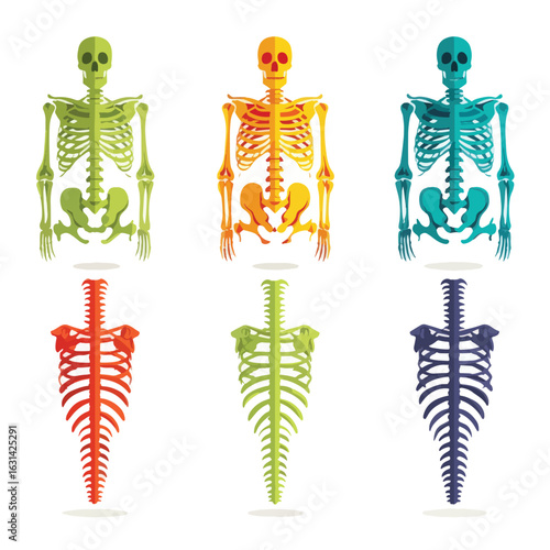 skeletal vector set