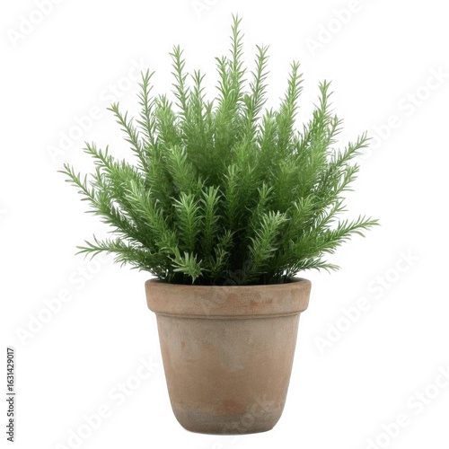 Green Bush in Terracotta Pot on Transparent Background