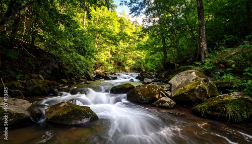 Forest stream cascading over rocks
