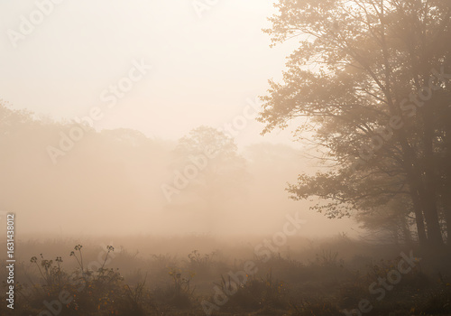 A foggy morning landscape with trees framed against a soft, hazy sky and muted colors.


