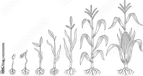 Corn plant growth stages illustration, seed to full maturity, roots, leaves, stem development, detailed botanical cad drawing