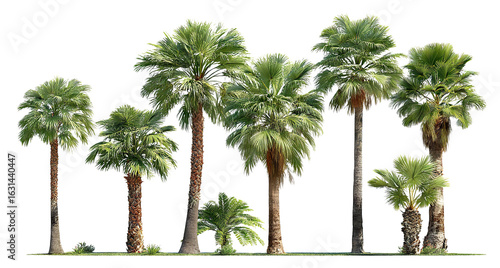 Fototapeta Naklejka Na Ścianę i Meble -  Group of lush green palm trees, isolated on transparent cutout background