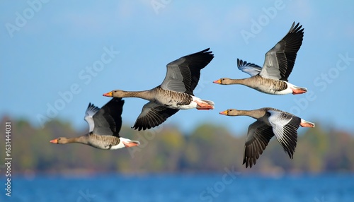 Flock of Greylag Geese in Flight Over Lake  Nature with Wildlife, and Autumn Sky.
