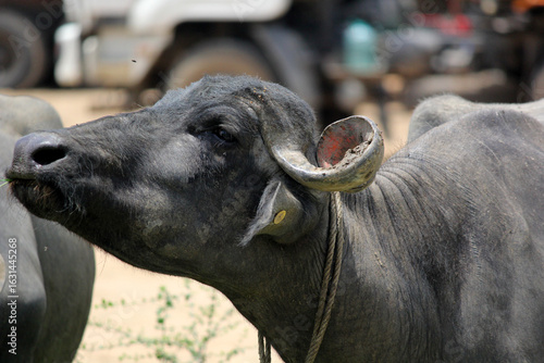 close up shot of buffalo italian buffalo and indian buffalo 