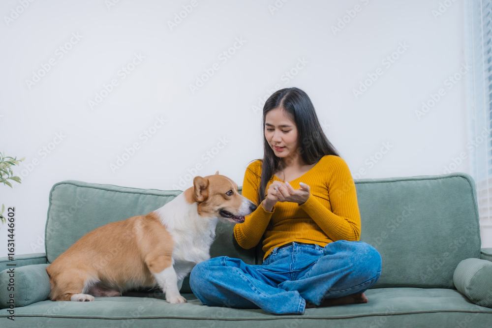 Obraz premium A young Asian woman sits on a cozy sofa at home with her Corgi. The indoor scene reflects warmth, happiness, and the loving bond between owner and pet during quiet leisure time
