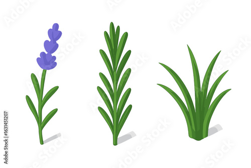 Isometric flat herb and foliage icons set showing lavender sprig, rosemary stalk and ornamental grass clump for gardening, landscaping, aromatic herb, companion plant or accent foliage design
