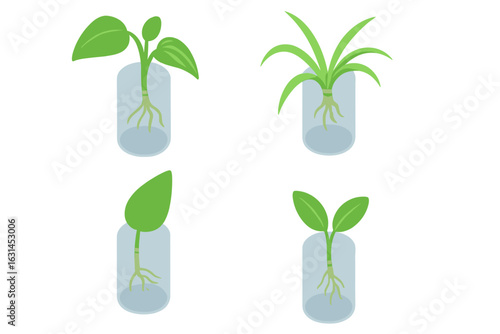 Isometric houseplant cuttings propagation set vector, indoor plant hydroponic cloning icons, pothos philodendron spider plant leaf node rooting jars, botanical gardening tutorial illustration