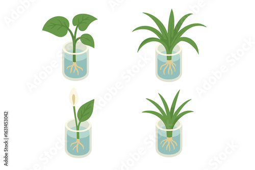 Isometric houseplant propagation icons set with pothos cutting, spider plant cutting, peace lily flowering stem, hydroponic glass beaker roots, indoor gardening growth stages vector illustration