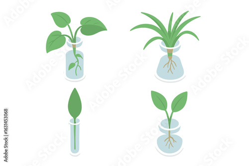 Indoor plant cutting propagation icons set. Isometric hydroponic rooting of Pothos vine, spider plant, peace lily leaves, stem segments in glass test tubes and beakers on transparent background vector