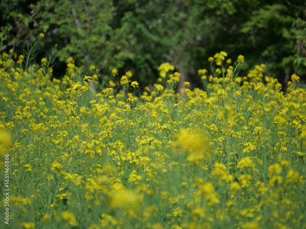 Obraz premium 菜の花