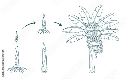 Banana Plant Growth Stages, Germination Process, Line Art Drawing, Green Color, White Background, Vector Illustration