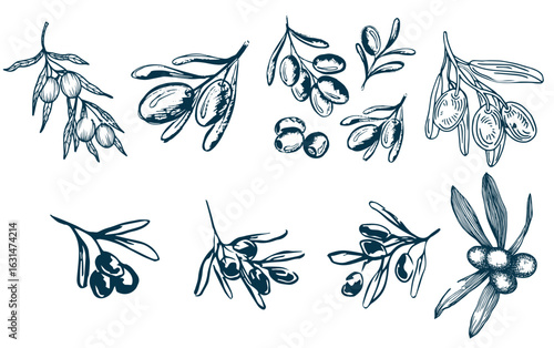 Set of branches of sea-buckthorn, blueberry and cowberry with leaves and berries isolated on white background. Hand-drawn outline of seaberry, bilberry and cranberry.